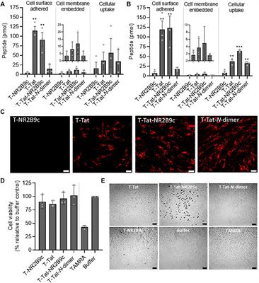 Frontiers | The Cell-Penetrating Peptide Tat Facilitates Effective